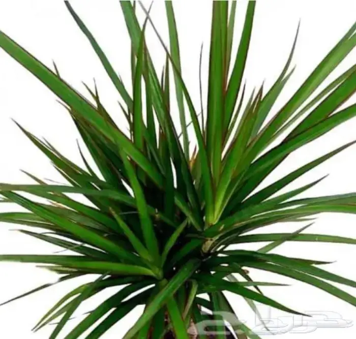 نباتات داخليه 22