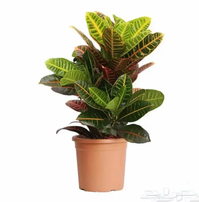 نباتات داخليه 12