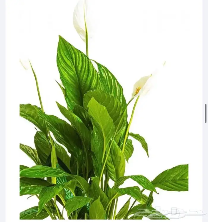 نباتات داخليه 20