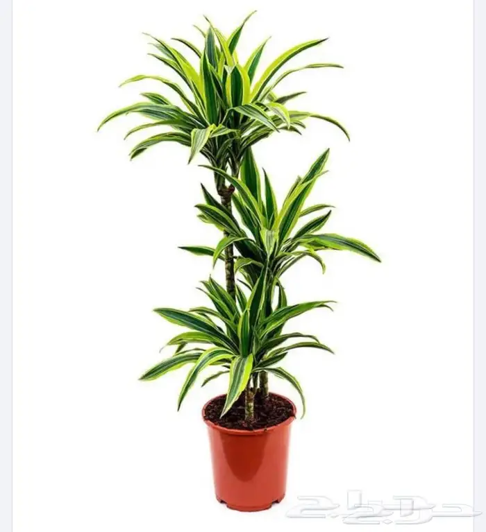 نباتات داخليه 15