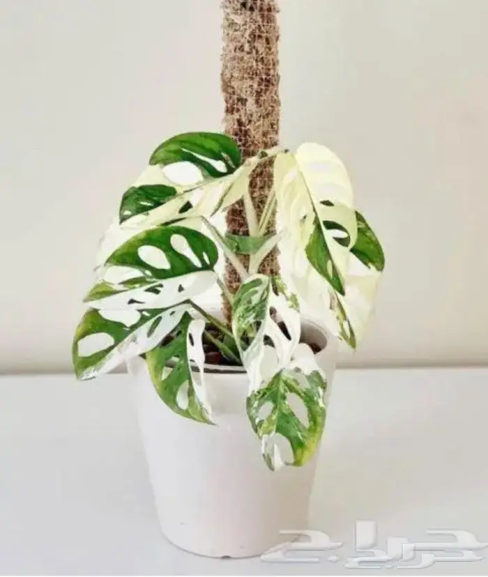 نباتات داخليه 21