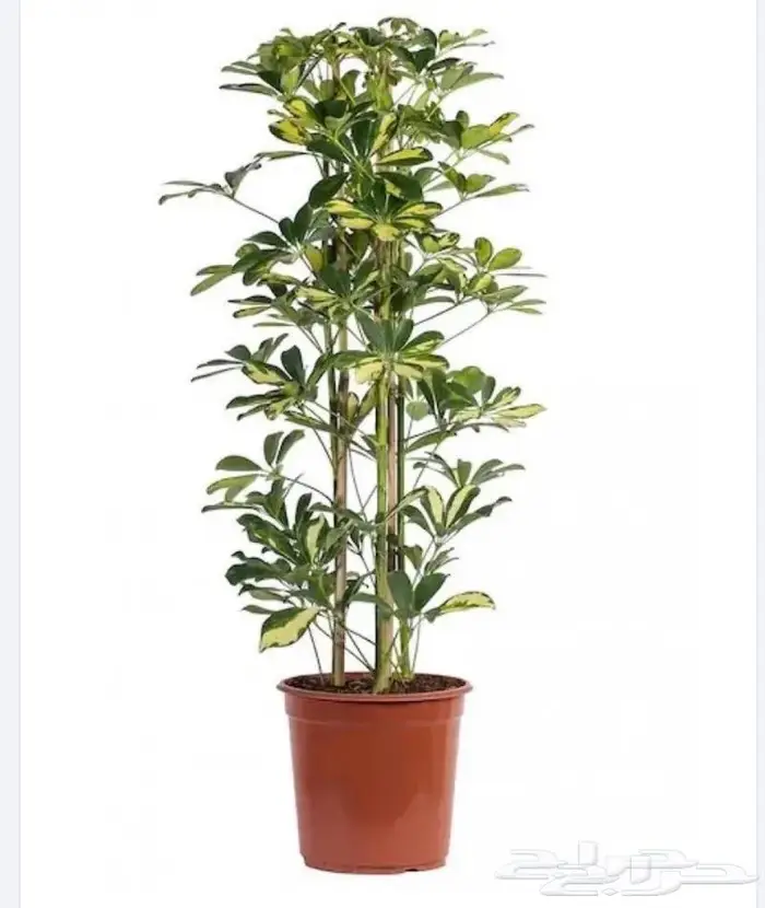 نباتات داخليه 16