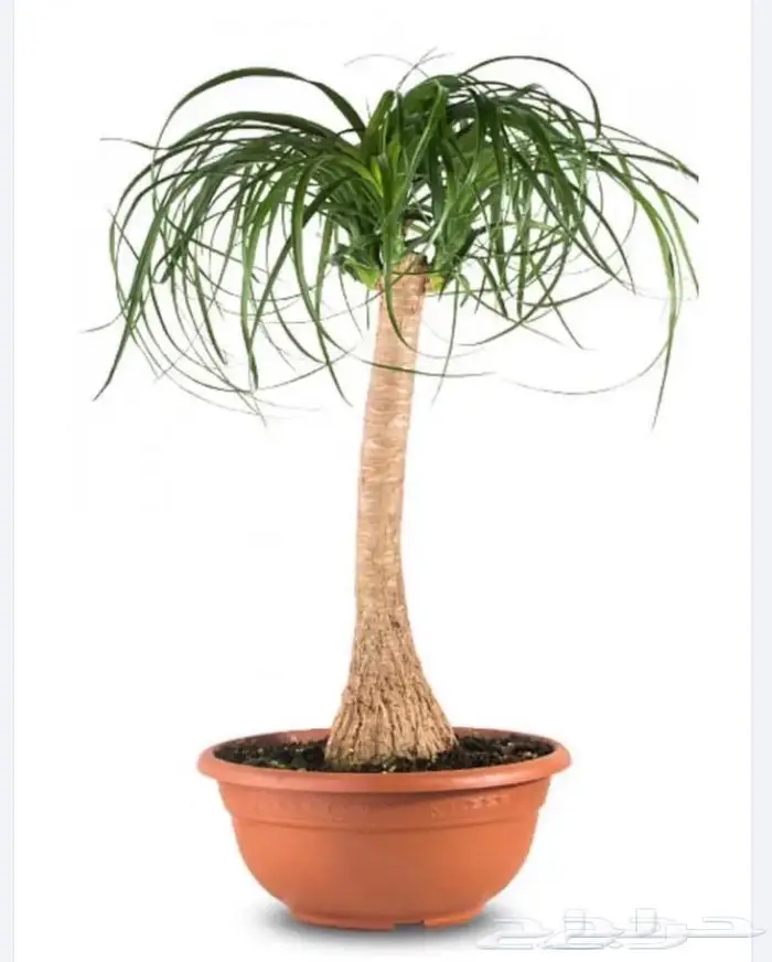 نباتات داخليه 19