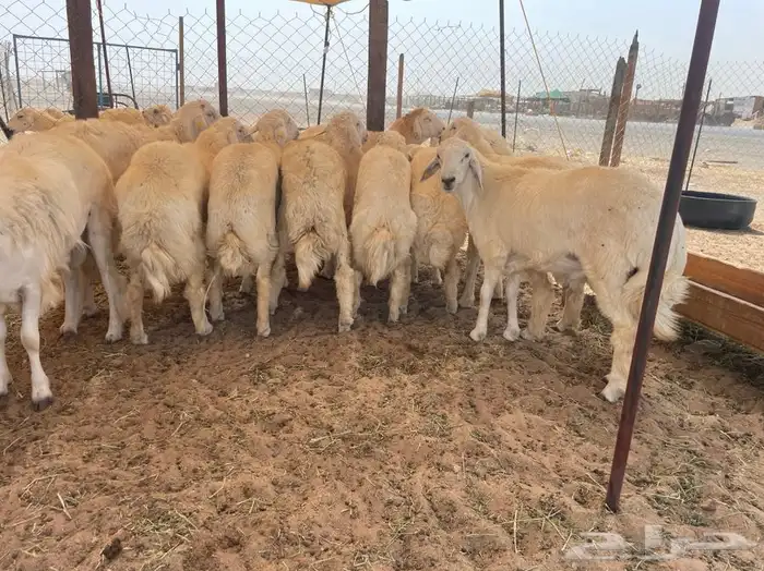 طليان حريه كبار نظيفه شرط تبيض الوجه 0