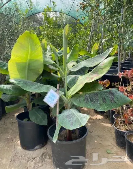 شتلات موز للبيع 2