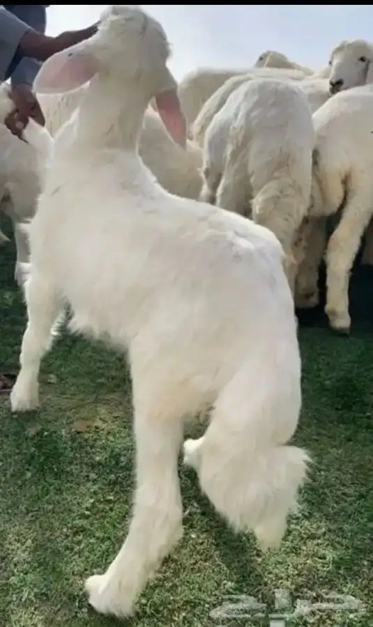شراء خرفان وذبحها وتوصيلها 0