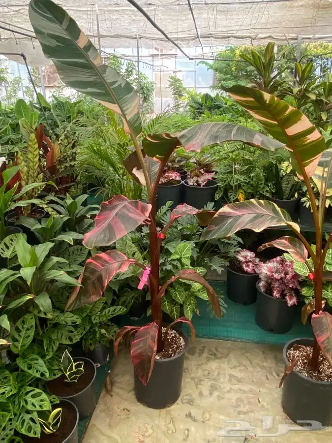 شتلات موز للبيع 0