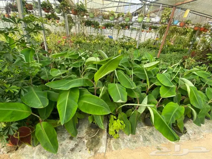 شتلات موز للبيع 1