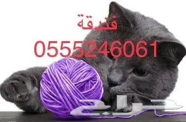 فندقه قطط قطط - طيور طيور - 61 60 24 0555 0