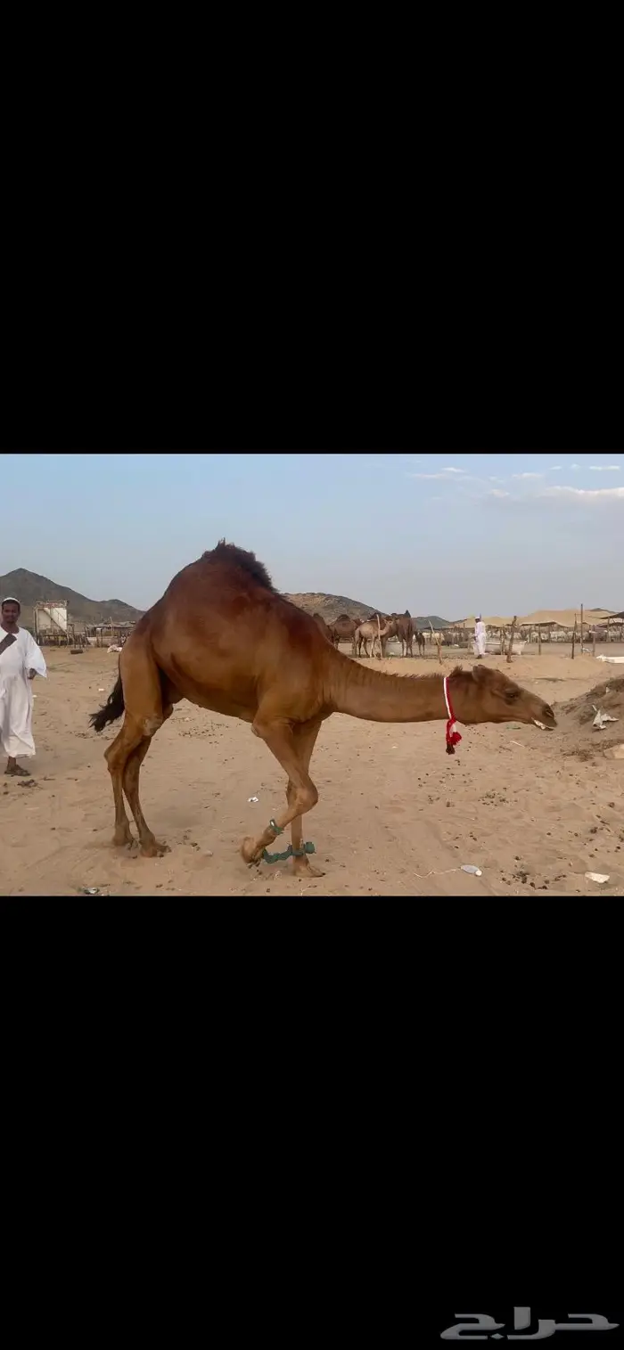 فحل قعود احمر ساحلي حق شي نادر 2