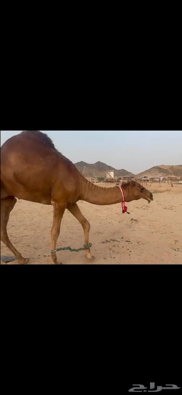 فحل قعود احمر ساحلي حق شي نادر 4