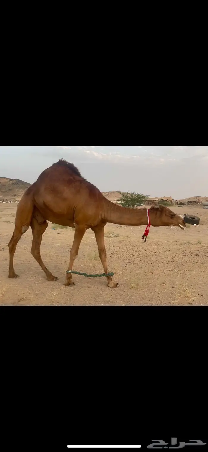 فحل قعود احمر ساحلي حق شي نادر 5