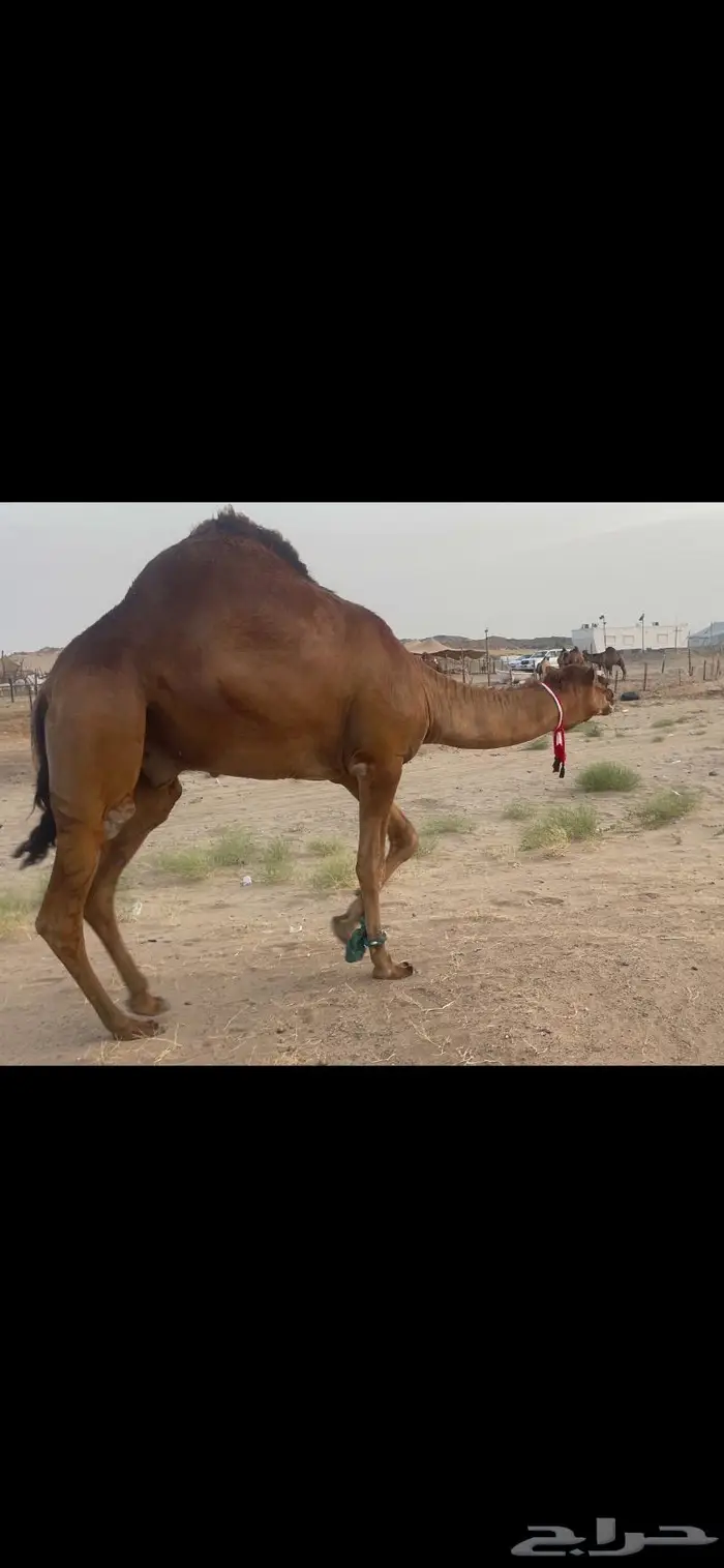 فحل قعود احمر ساحلي حق شي نادر 6