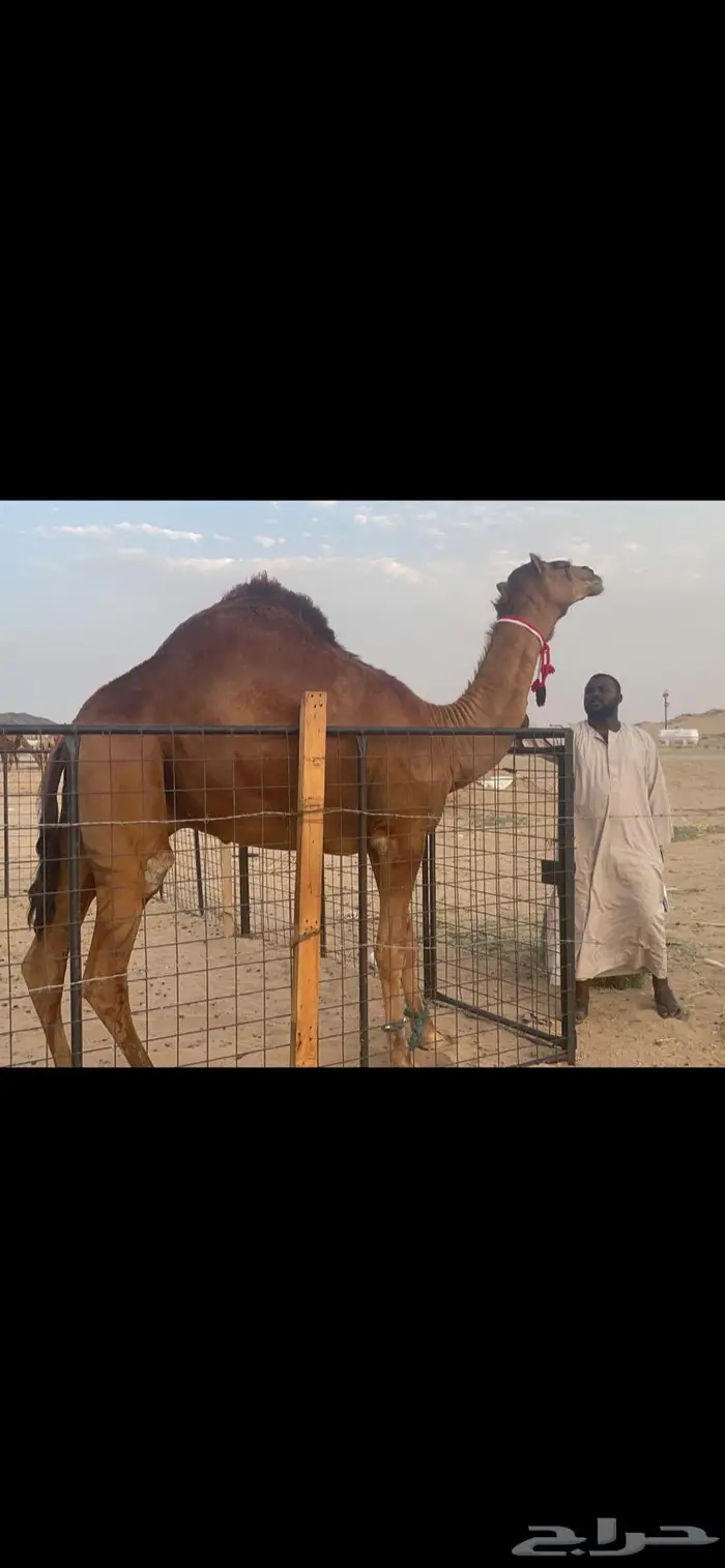 فحل قعود احمر ساحلي حق شي نادر 7