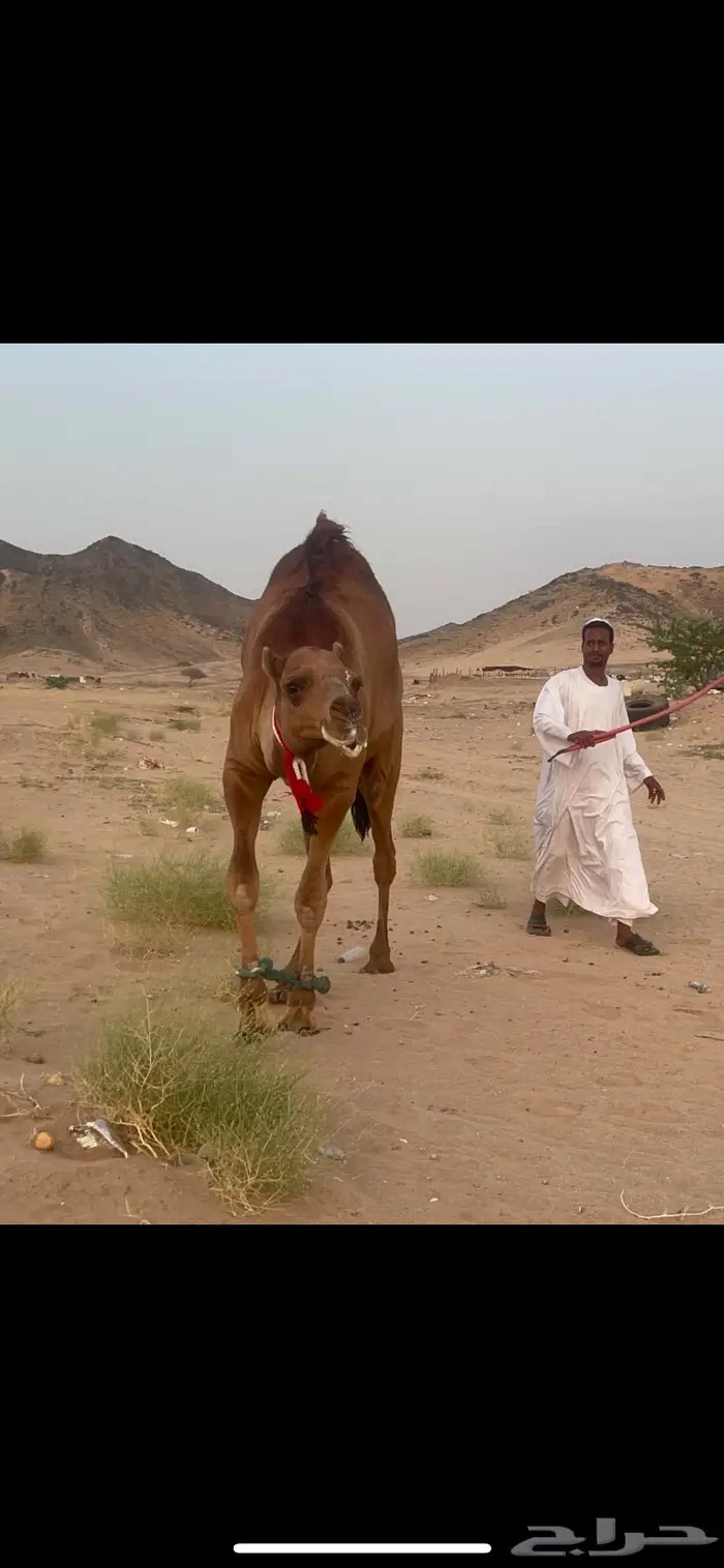 فحل قعود احمر ساحلي حق شي نادر 13