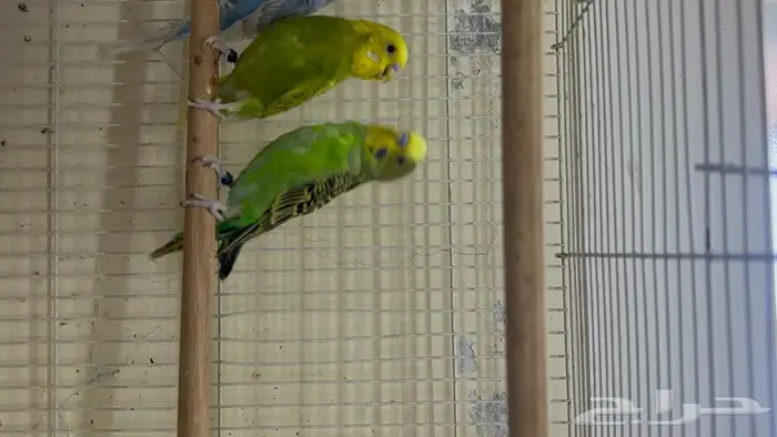 طيور حب انتاج محلي شرط نظافة وسلامه 0