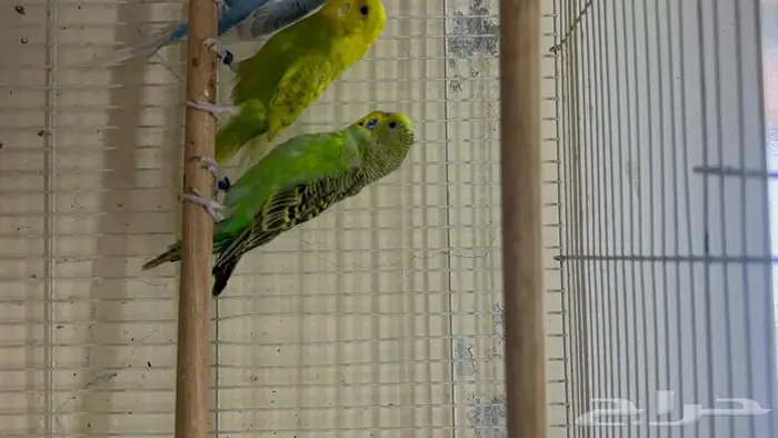 طيور حب انتاج محلي شرط نظافة وسلامه 1