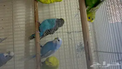 طيور حب انتاج محلي شرط نظافة وسلامه 2