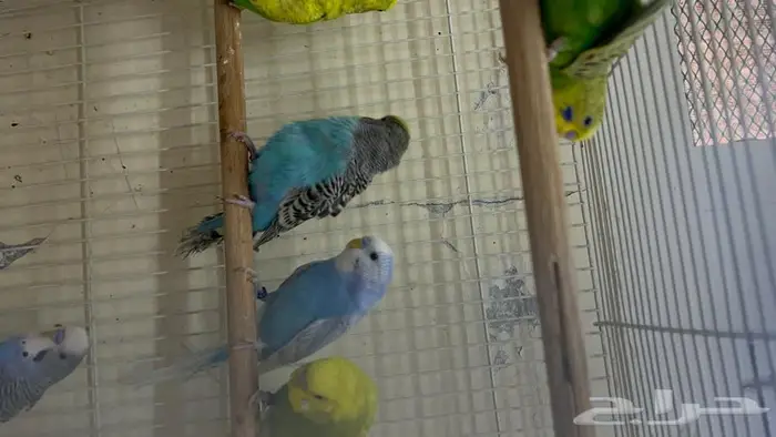 طيور حب انتاج محلي شرط نظافة وسلامه 2