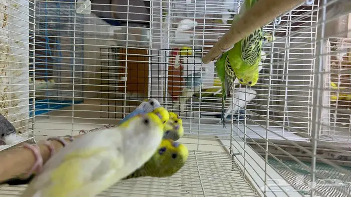 طيور حب انتاج محلي شرط نظافة وسلامه 3