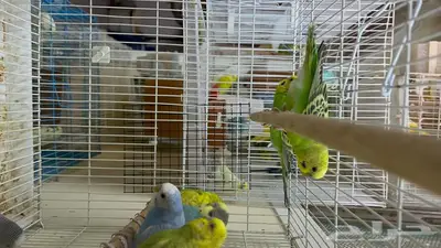 طيور حب انتاج محلي شرط نظافة وسلامه 5
