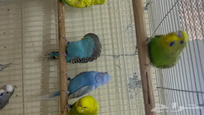 طيور حب انتاج محلي شرط نظافة وسلامه 6