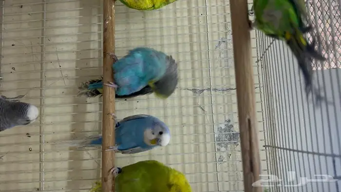 طيور حب انتاج محلي شرط نظافة وسلامه 8