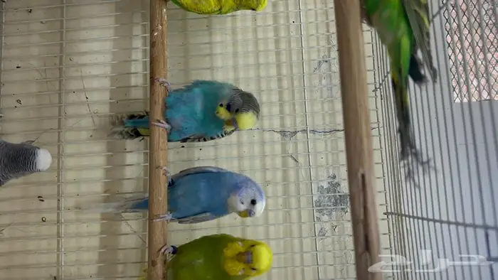 طيور حب انتاج محلي شرط نظافة وسلامه 7