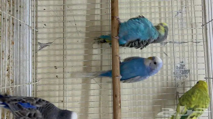 طيور حب انتاج محلي شرط نظافة وسلامه 9