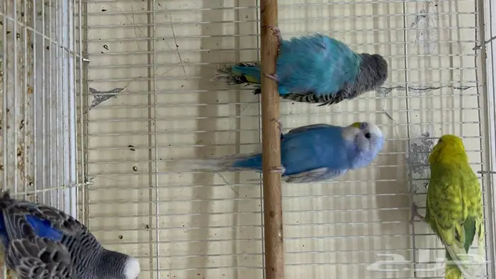 طيور حب انتاج محلي شرط نظافة وسلامه 10