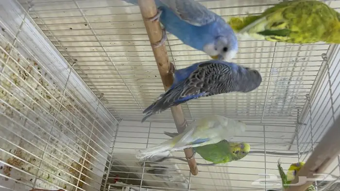 طيور حب انتاج محلي شرط نظافة وسلامه 12