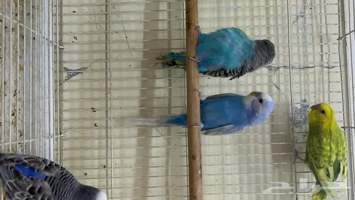 طيور حب انتاج محلي شرط نظافة وسلامه 11