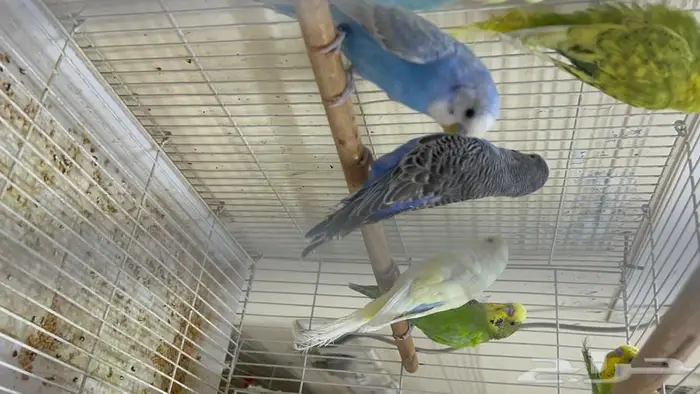 طيور حب انتاج محلي شرط نظافة وسلامه 13