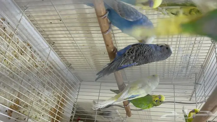 طيور حب انتاج محلي شرط نظافة وسلامه 14