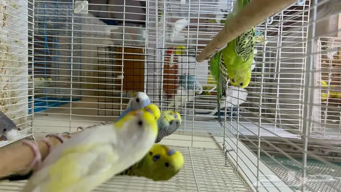 طيور حب انتاج محلي شرط نظافة وسلامه 15