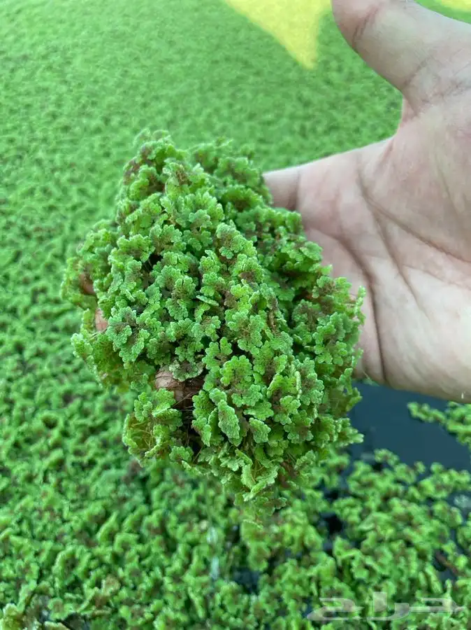 نبات الازولا 0