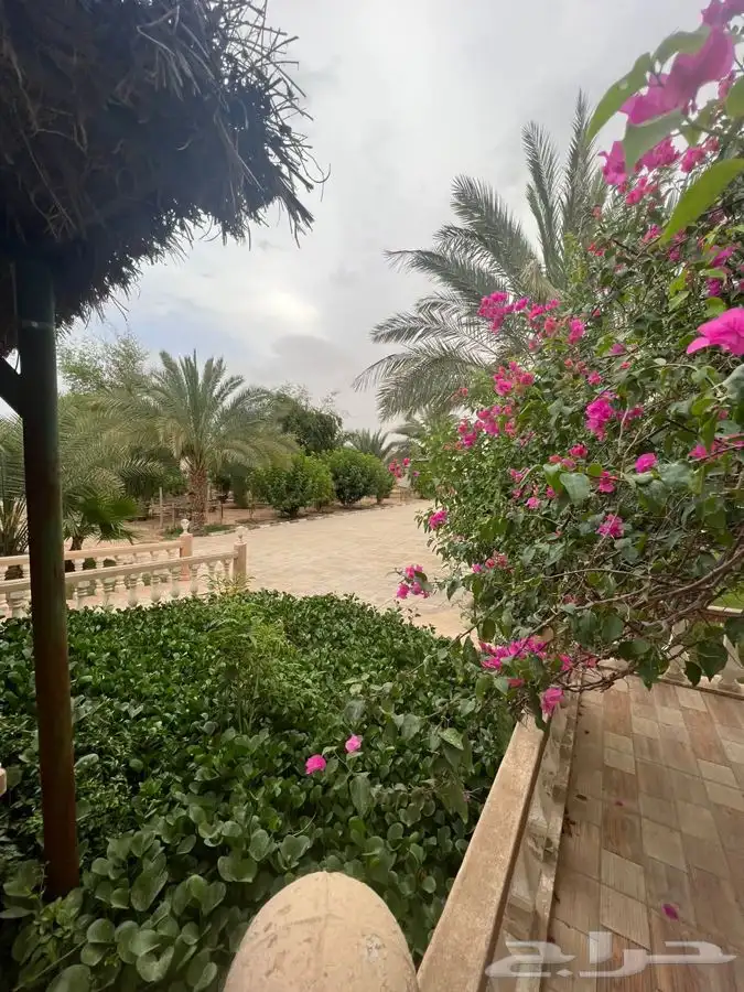 استراحة مزرعه العفجه الرحمانيه الخرج الهياثم الرياض 5