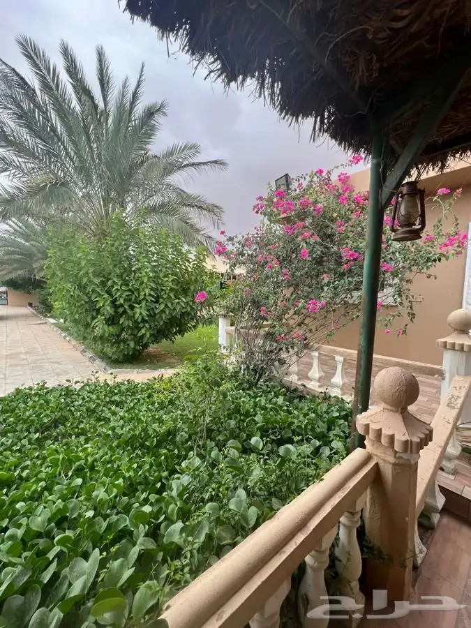 استراحة مزرعه العفجه الرحمانيه الخرج الهياثم الرياض 3