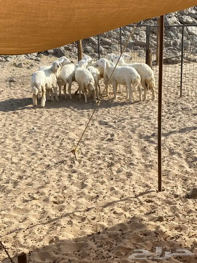 الشميسي طريق الخواجات متجه جوش الجابري 1