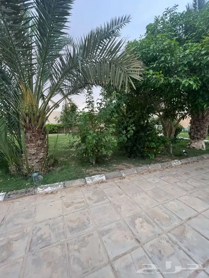 استراحة مزرعه العفجه الرحمانيه الخرج الهياثم الرياض 1