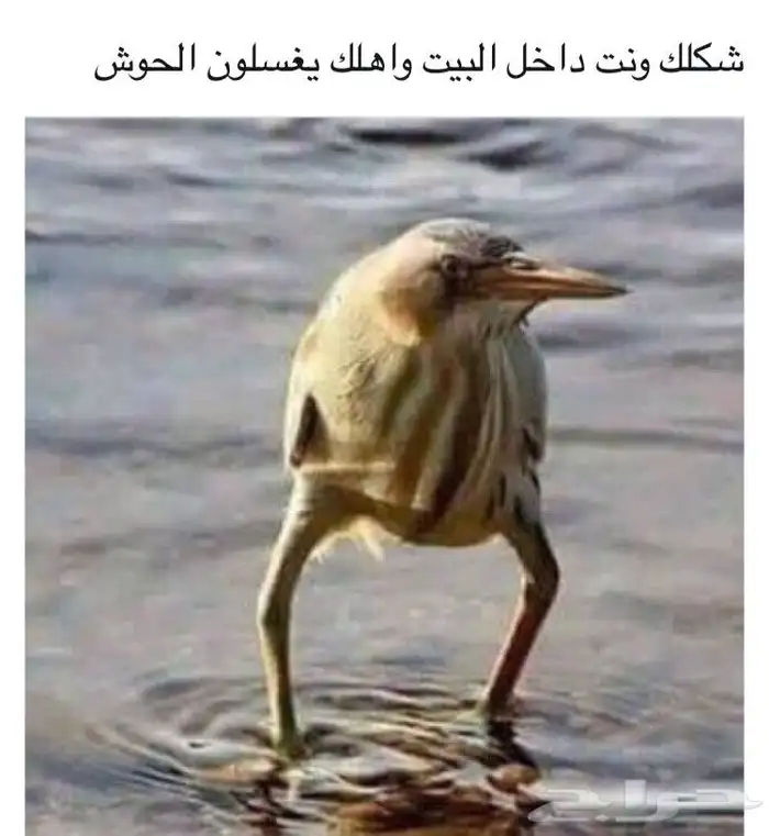 تبني جميع طيور الزينة 0