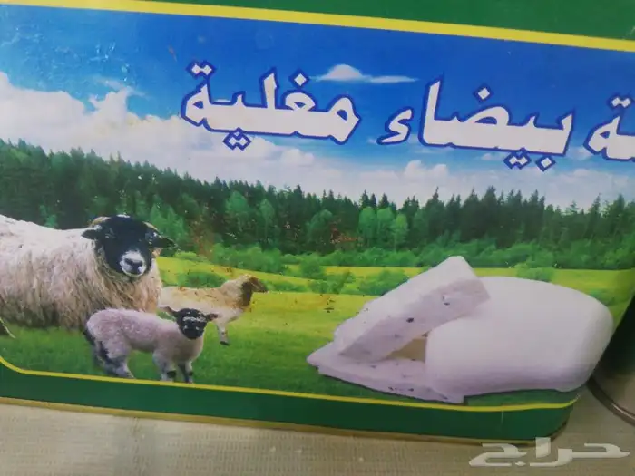 زيت زيتون فلسطيني بكر بعلي جبلي عصرة اولي 8