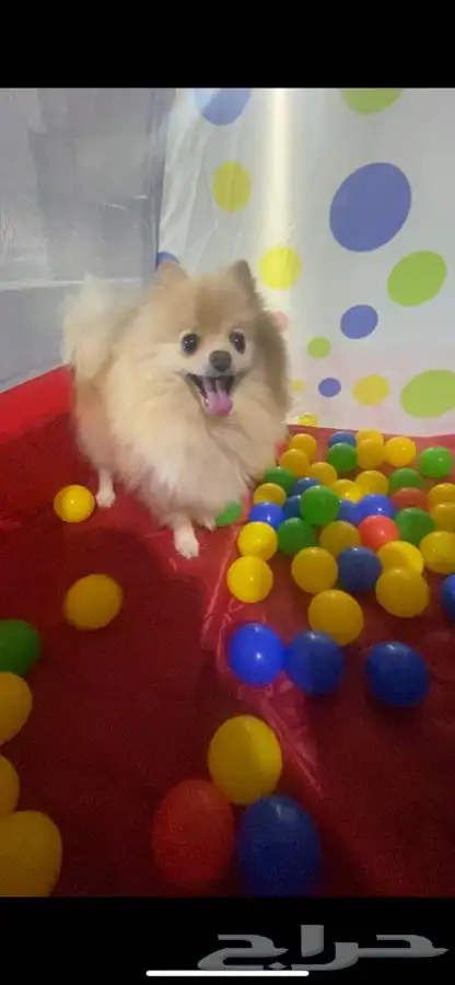 يوجد جميع انواع الكلاب للتلقيح ( للتزاوج ) 22