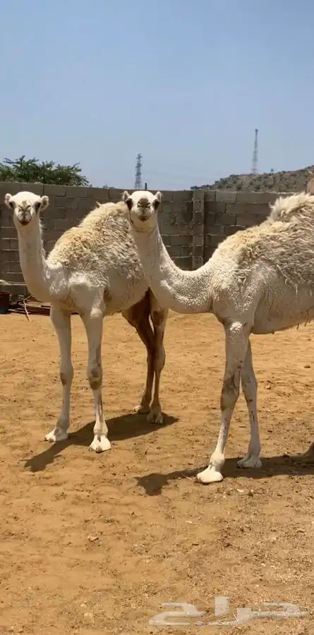 حشوان ( تم البيع ) 3
