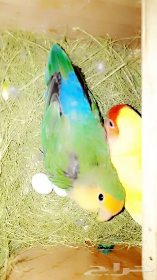 فندقه ببغاوات اذ مسافر 4
