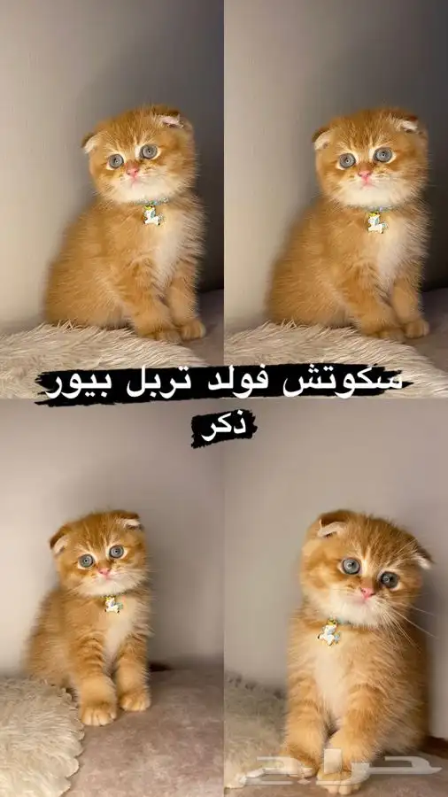 قطط سكوتش فولد تربل 1