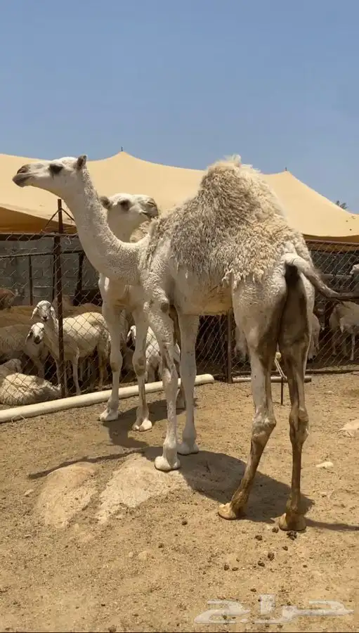 حشوان ( تم البيع ) 2