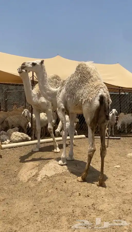 حشوان ( تم البيع ) 1