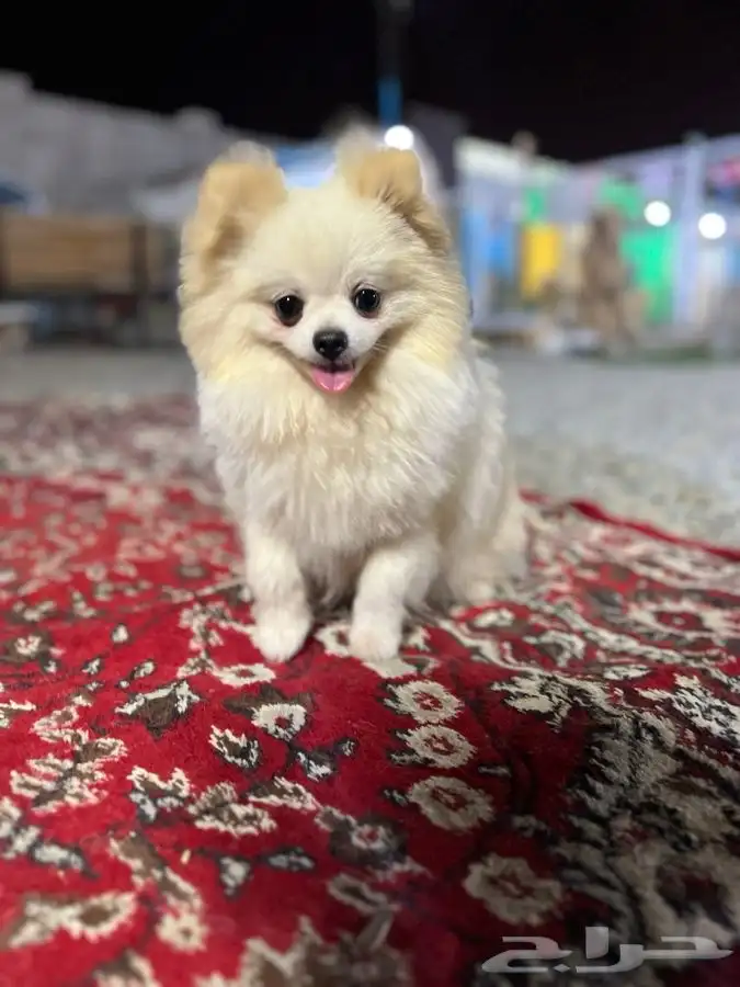 يوجد جميع انواع الكلاب للتلقيح ( للتزاوج ) 15