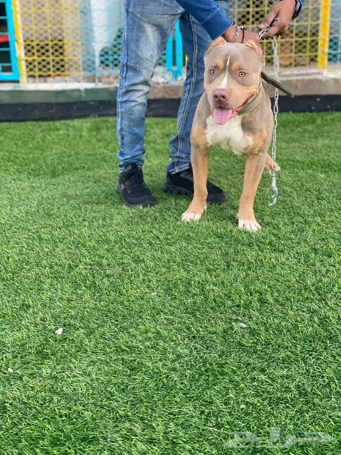 يوجد جميع انواع الكلاب للتلقيح ( للتزاوج ) 21